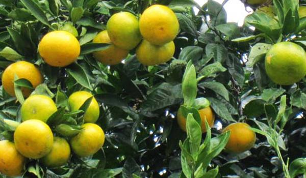 อิชิมาคิ คันโคเอ็น