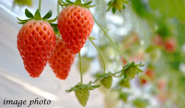 อิจิโกะ โนะ โอคะ