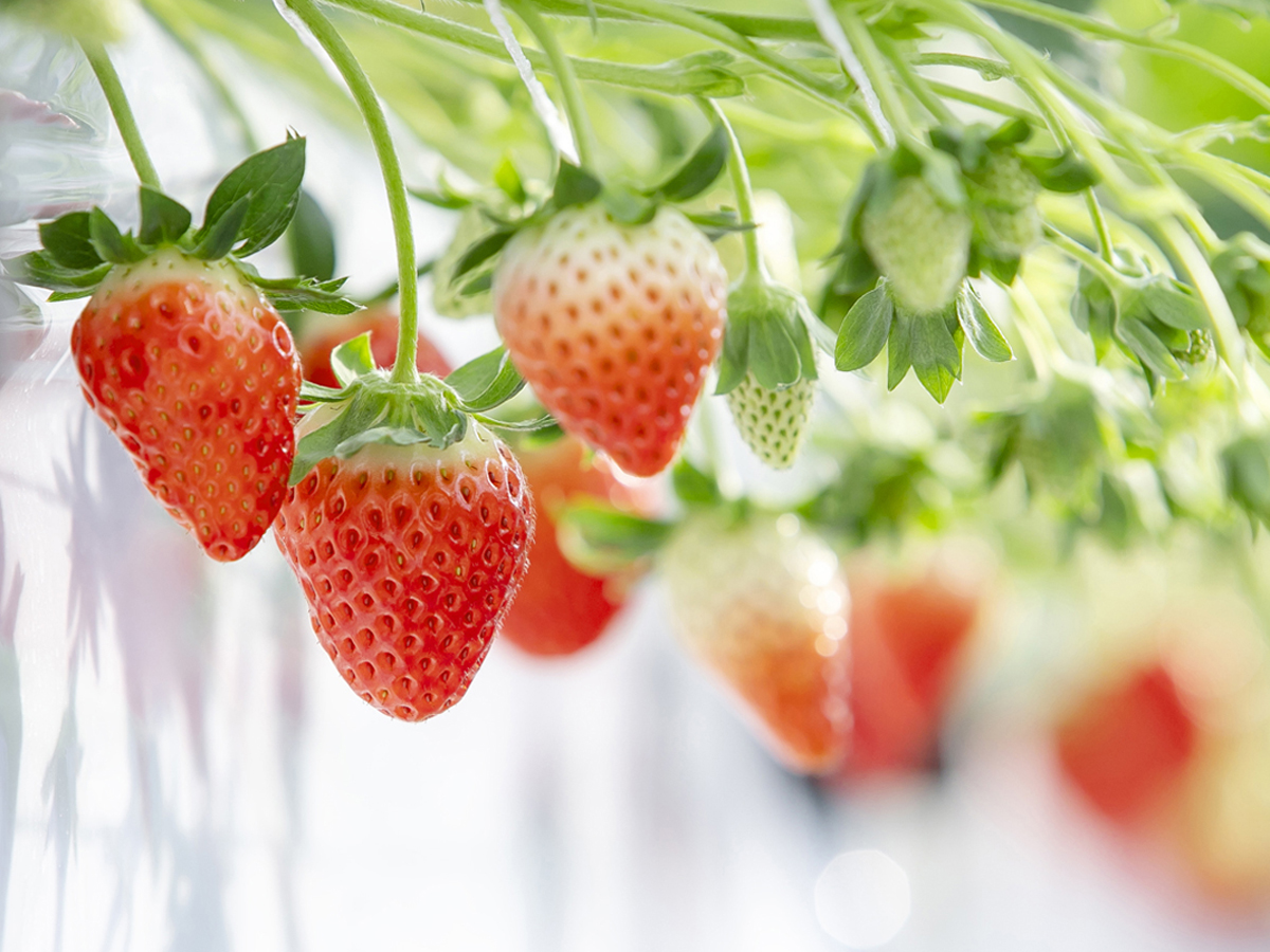 Enjoy the Deliciousness of Seasonal Fruits