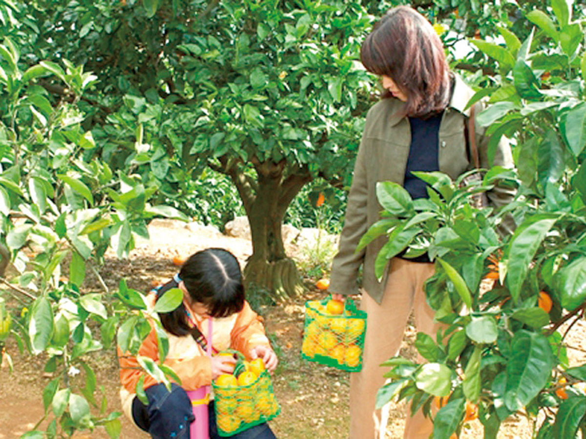 Gamagori Orange Park