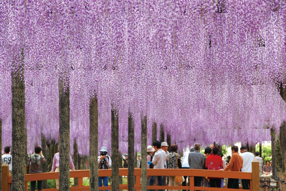 尾張津島藤まつり