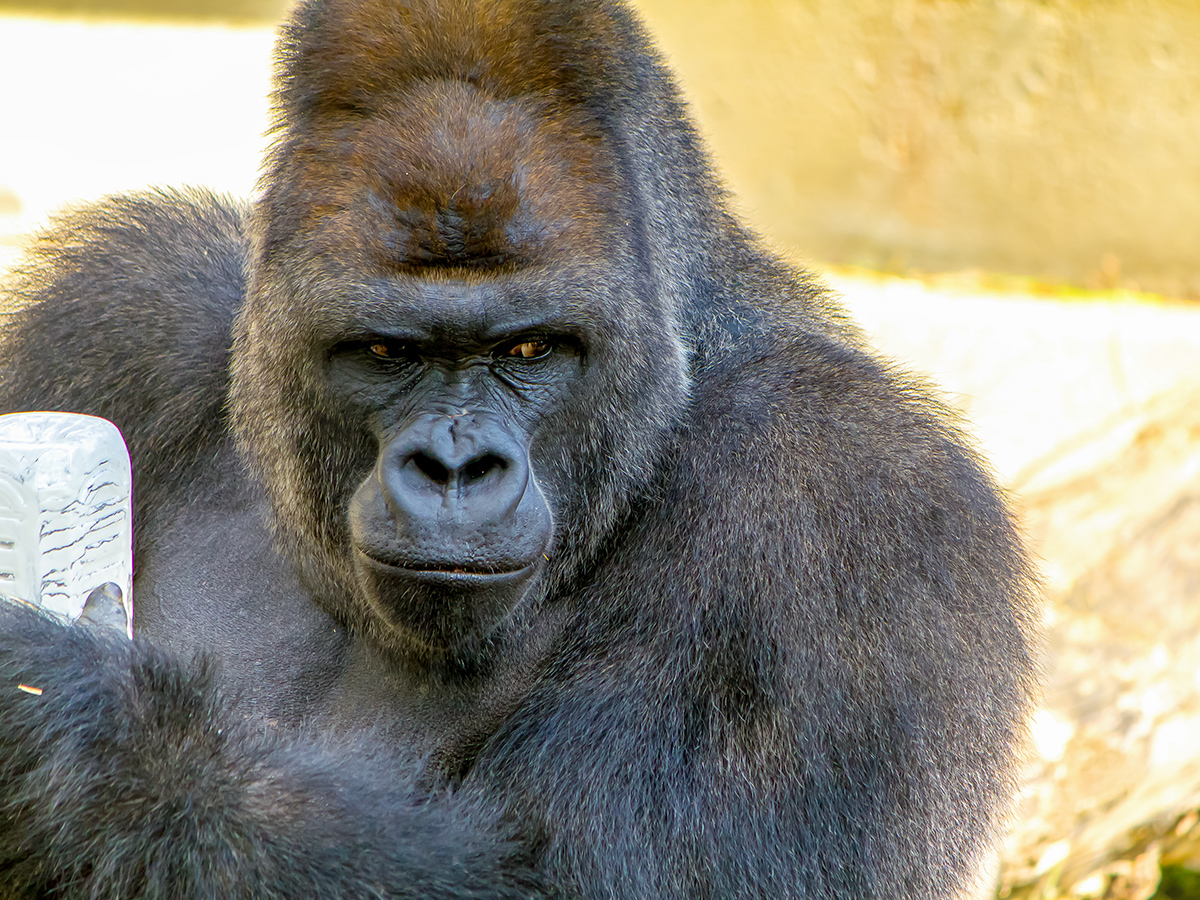 upload/recommend_course_languages/A Hit with  Kids: Encounter the Earth's Natural Inhabitants