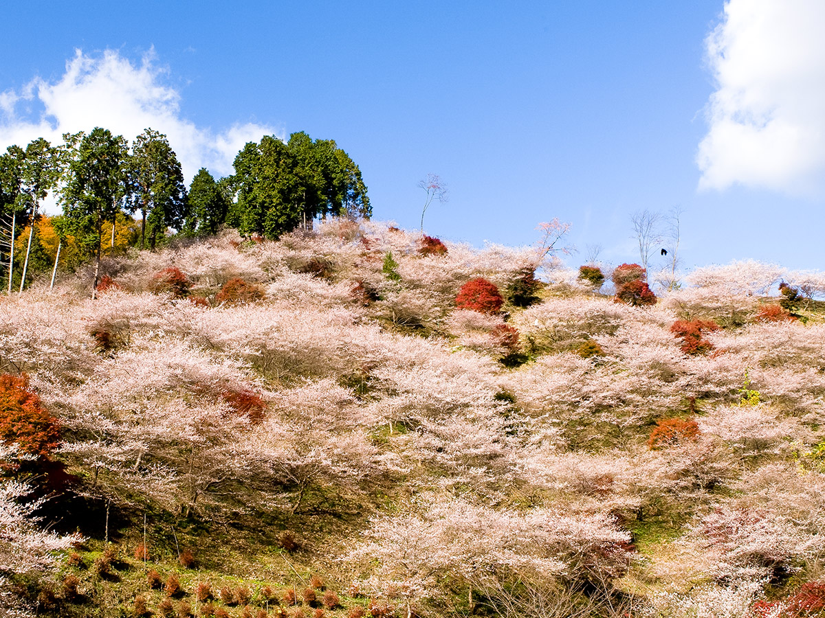 upload/recommend_course_languages/아이치의 경이로움: 전통 화지 공예와 가을에 피는 벚꽃 코스