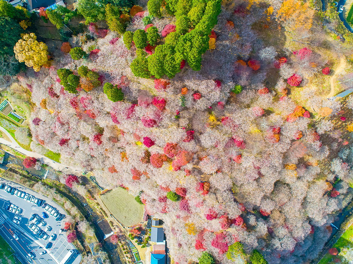upload/recommend_course_languages/The Enchanting World of 'The Tale of the Bamboo Cutter': Autumn Cherry Blossoms and Moonlit Magic.