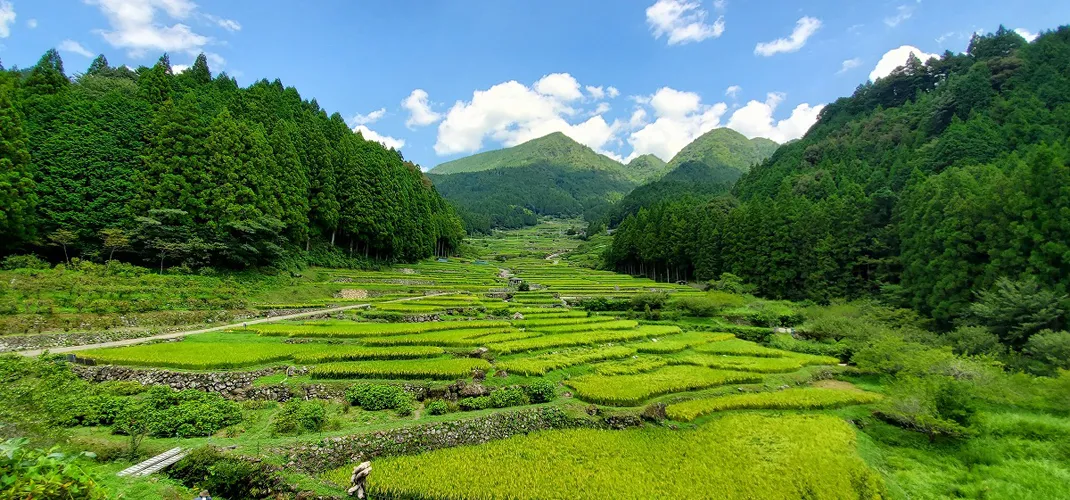 四谷の千枚田