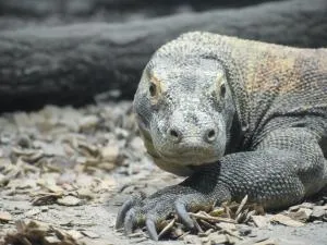 名古屋市東山動植物園