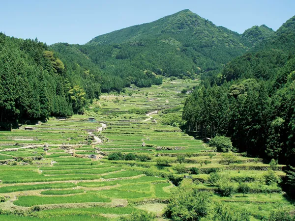 四谷の千枚田