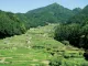 四谷の千枚田