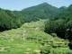 四谷の千枚田