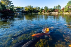 徳川園