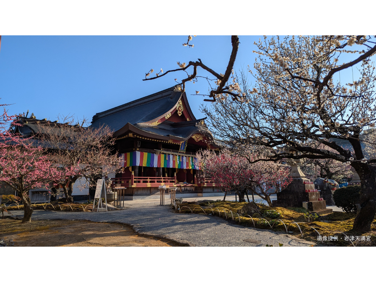 岩津天滿宮　梅花節