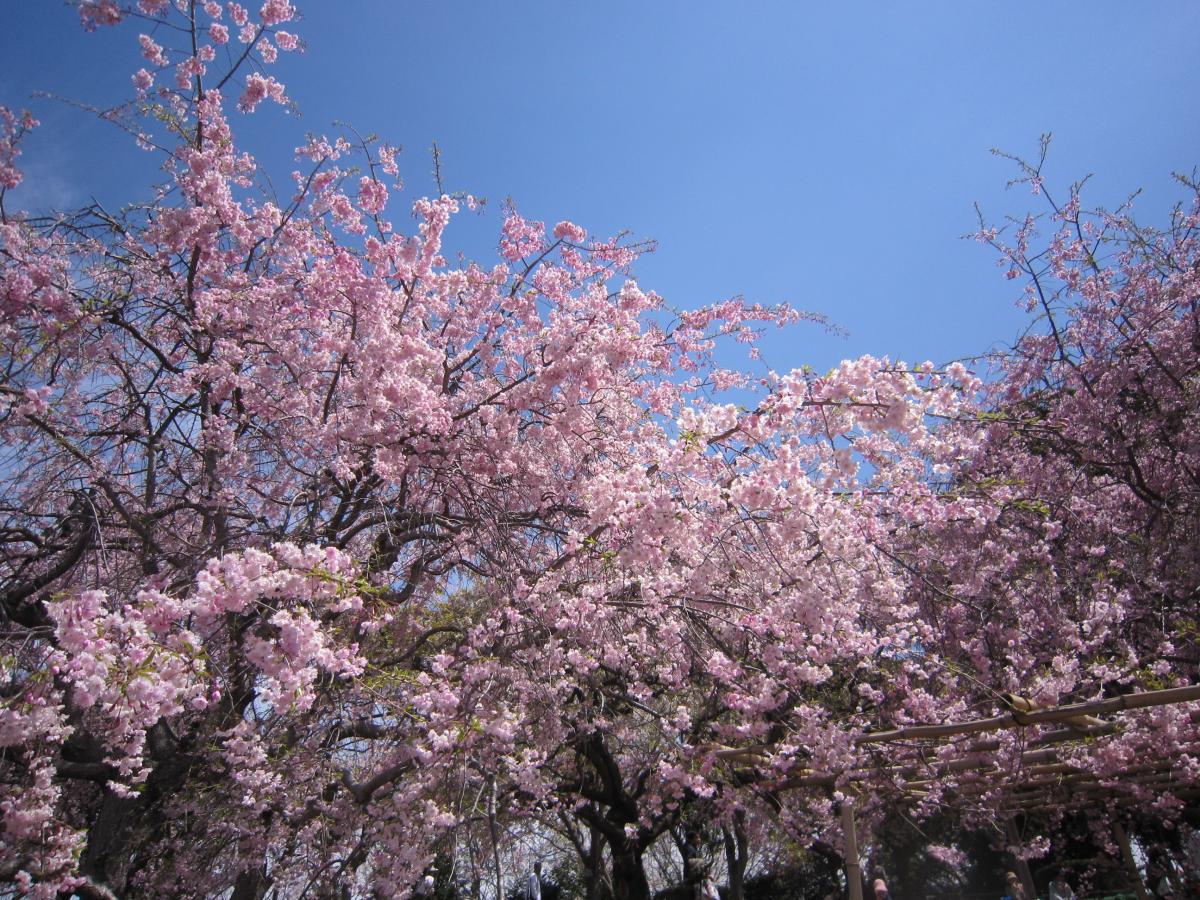 幸田枝垂樱节