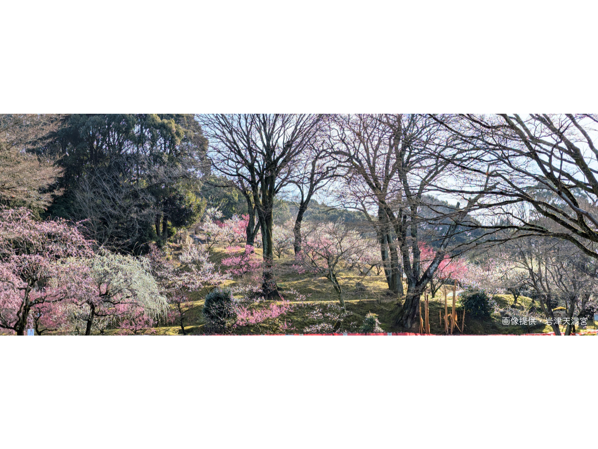 岩津天滿宮　梅花節