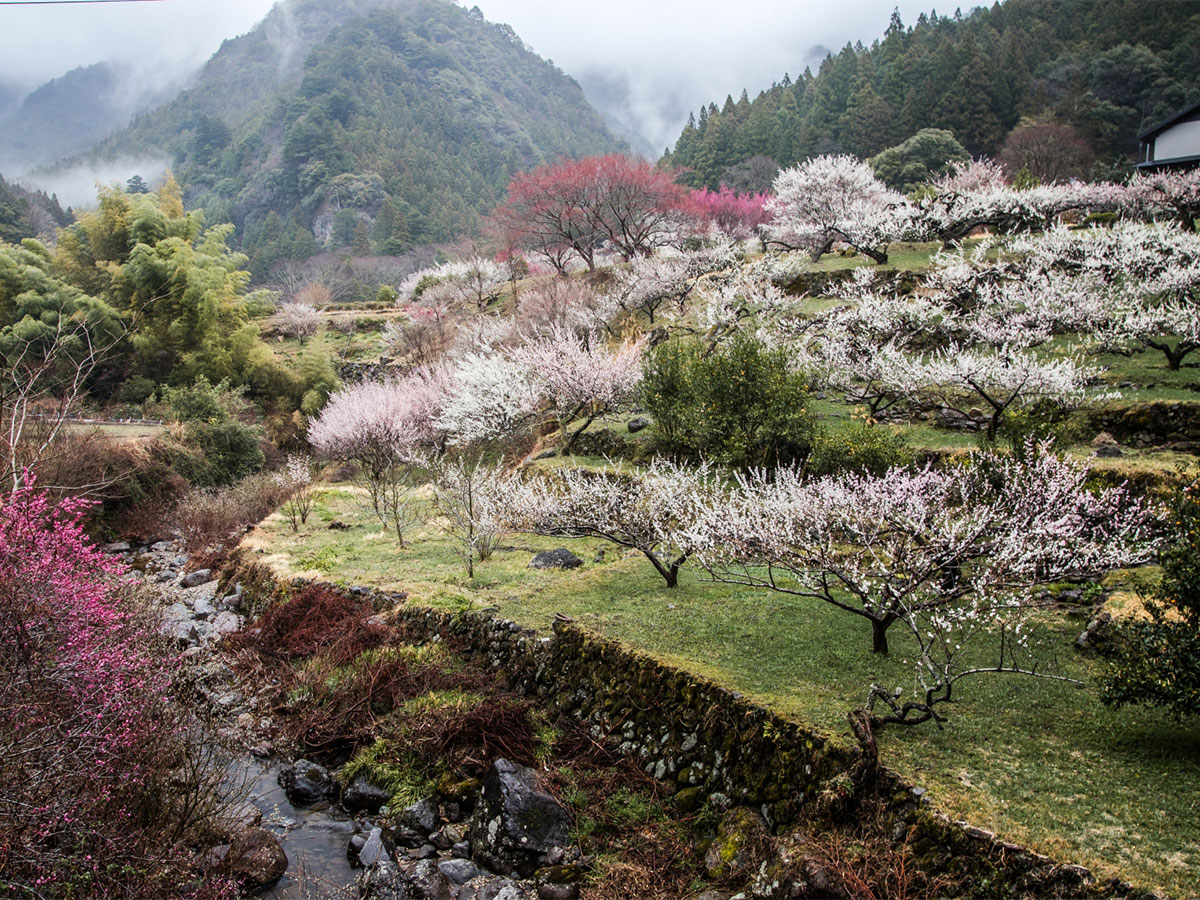 川賣的梅花節
