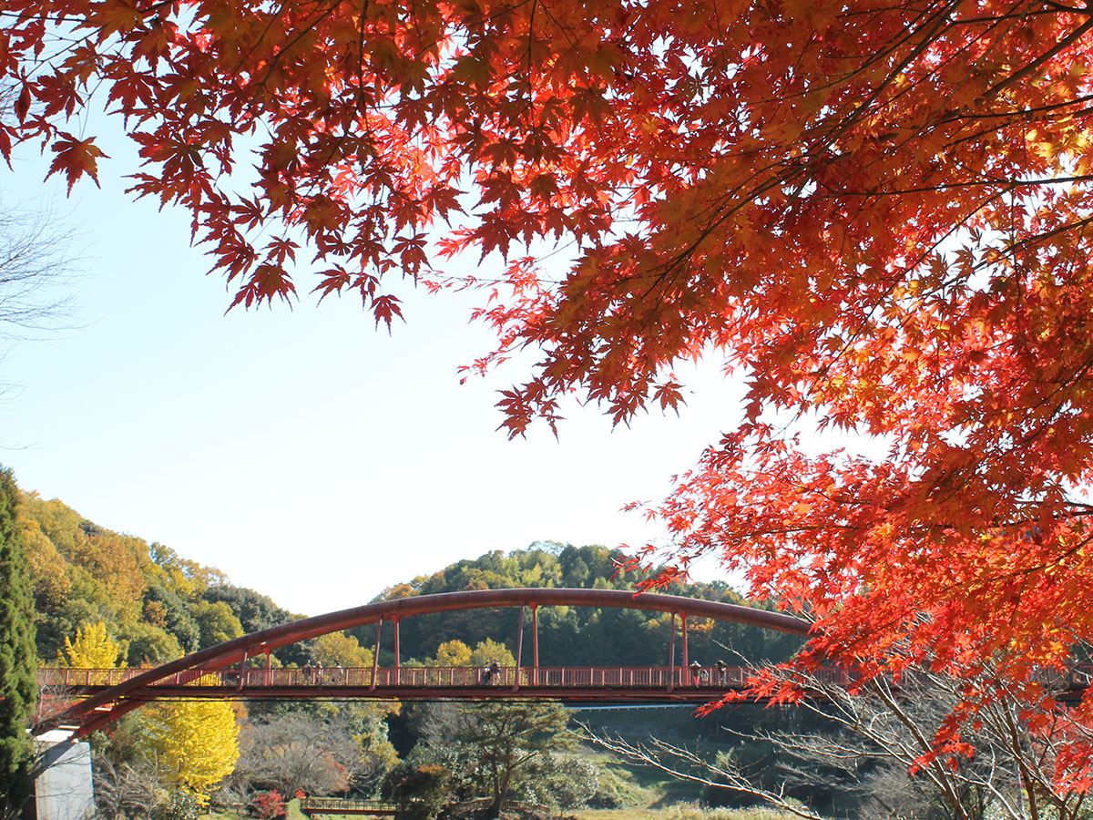Otaki Gorge Maple Festival (Otaki Keikoku Momiji Matsuri)