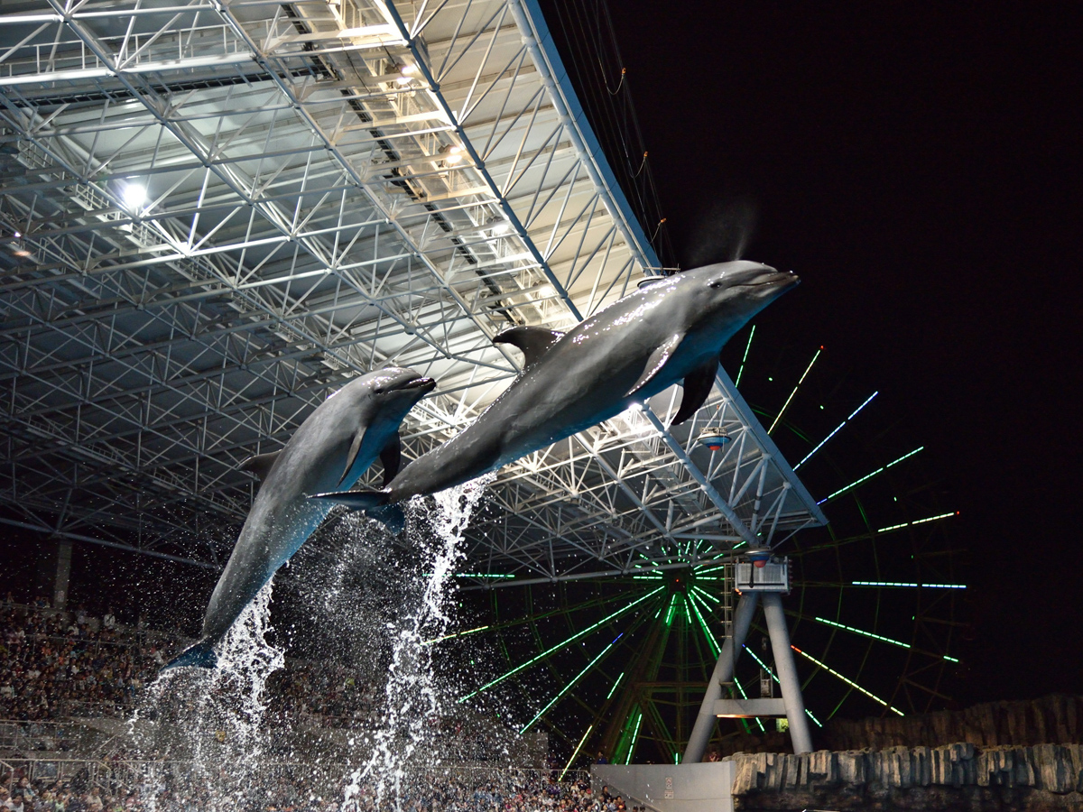 夏季夜间水族馆