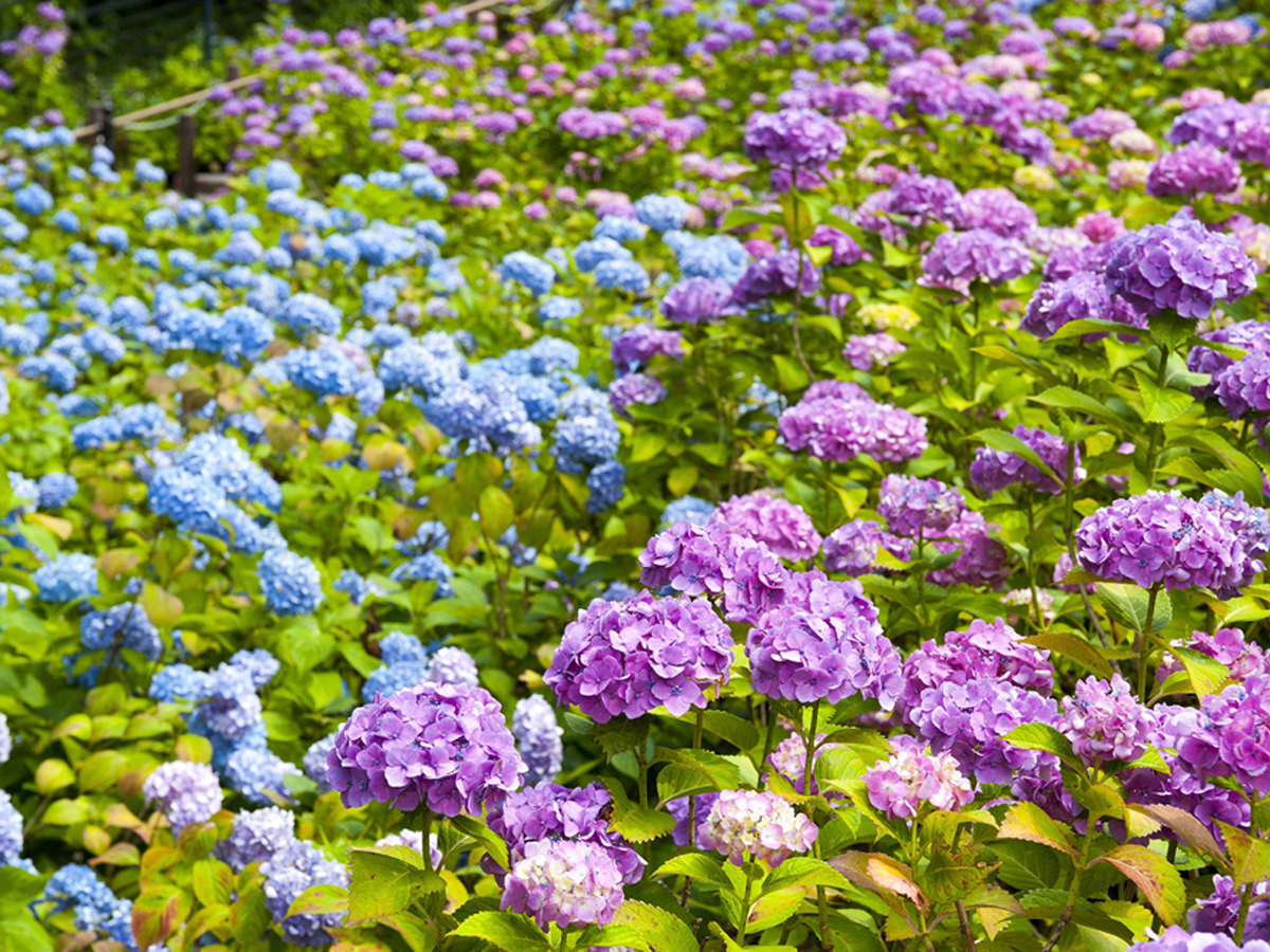 Katahara Onsen Hot Spring Hydrangea Festival