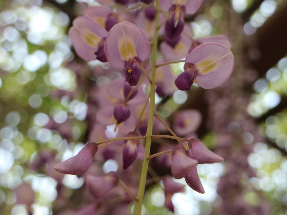 江南藤花节
