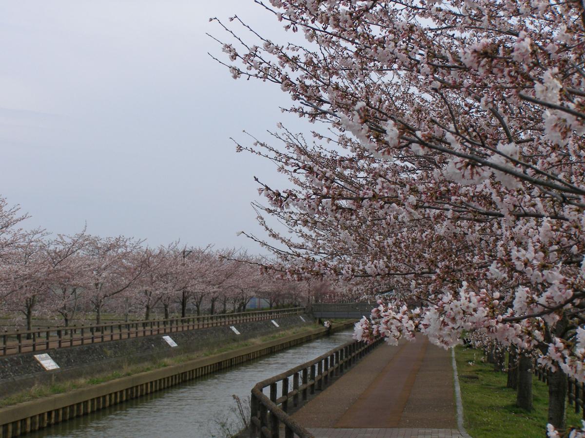 和平樱花节