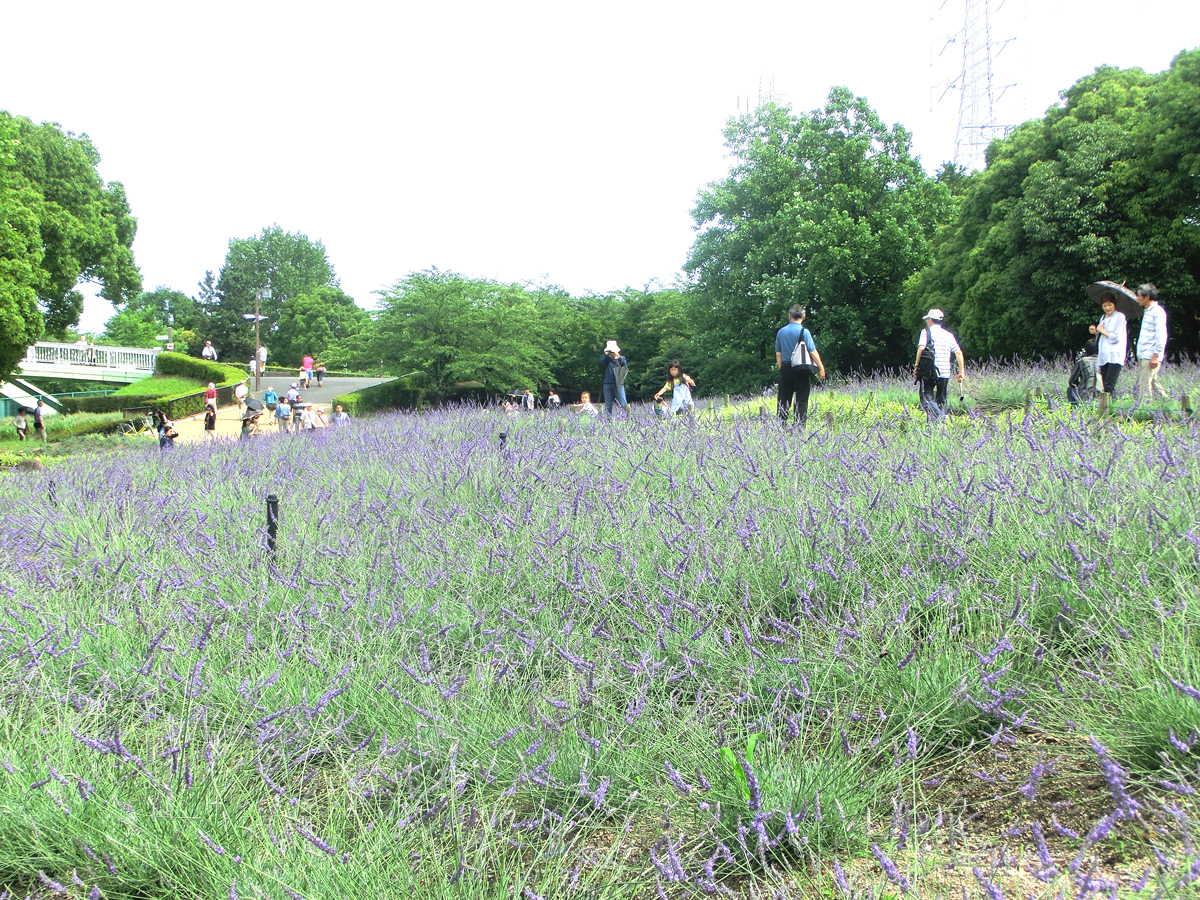 荒子川公园薰衣草展