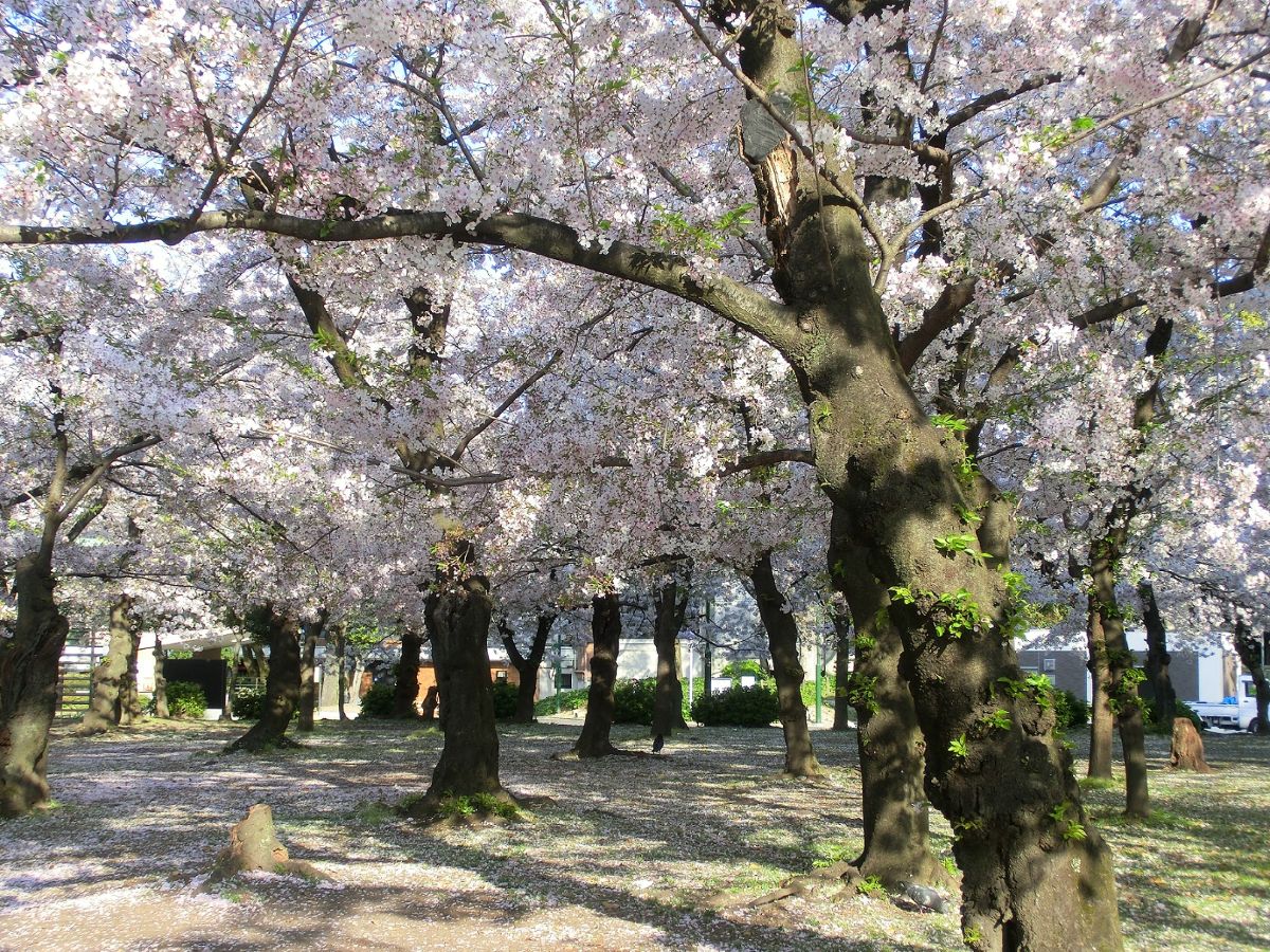 鶴舞公園 櫻花節