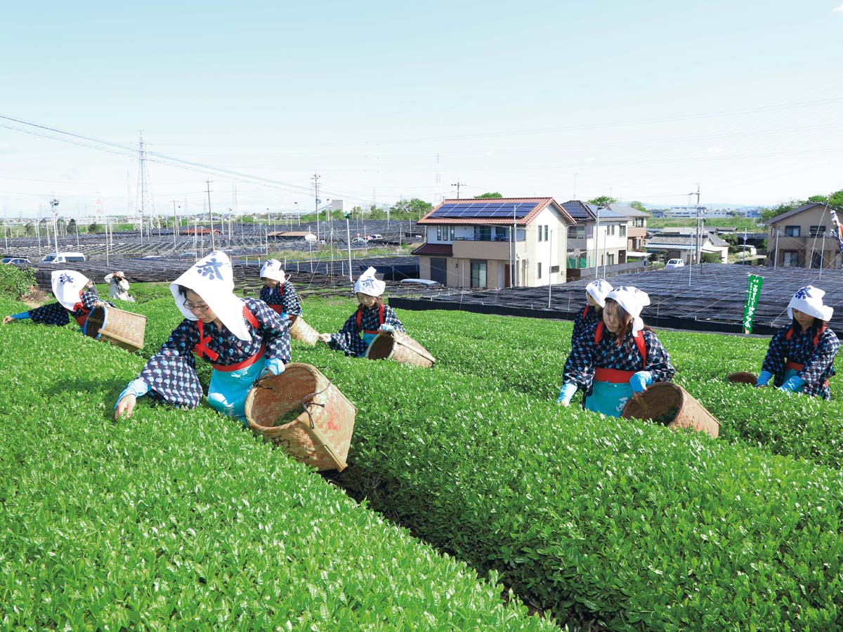 採新茶體驗和抹茶工廠參觀[事前預約制] 