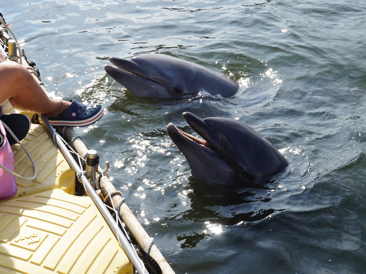 Dolphin Encounter Experience on Himakajima Island 2023 (Iruka ni Aeru Shima Himakajima)
