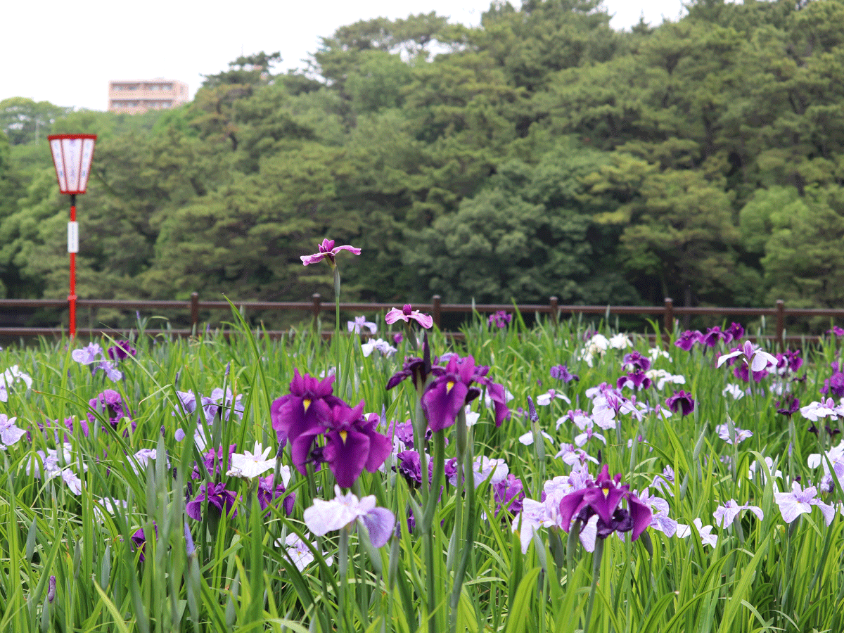 大池公園 花菖蒲節