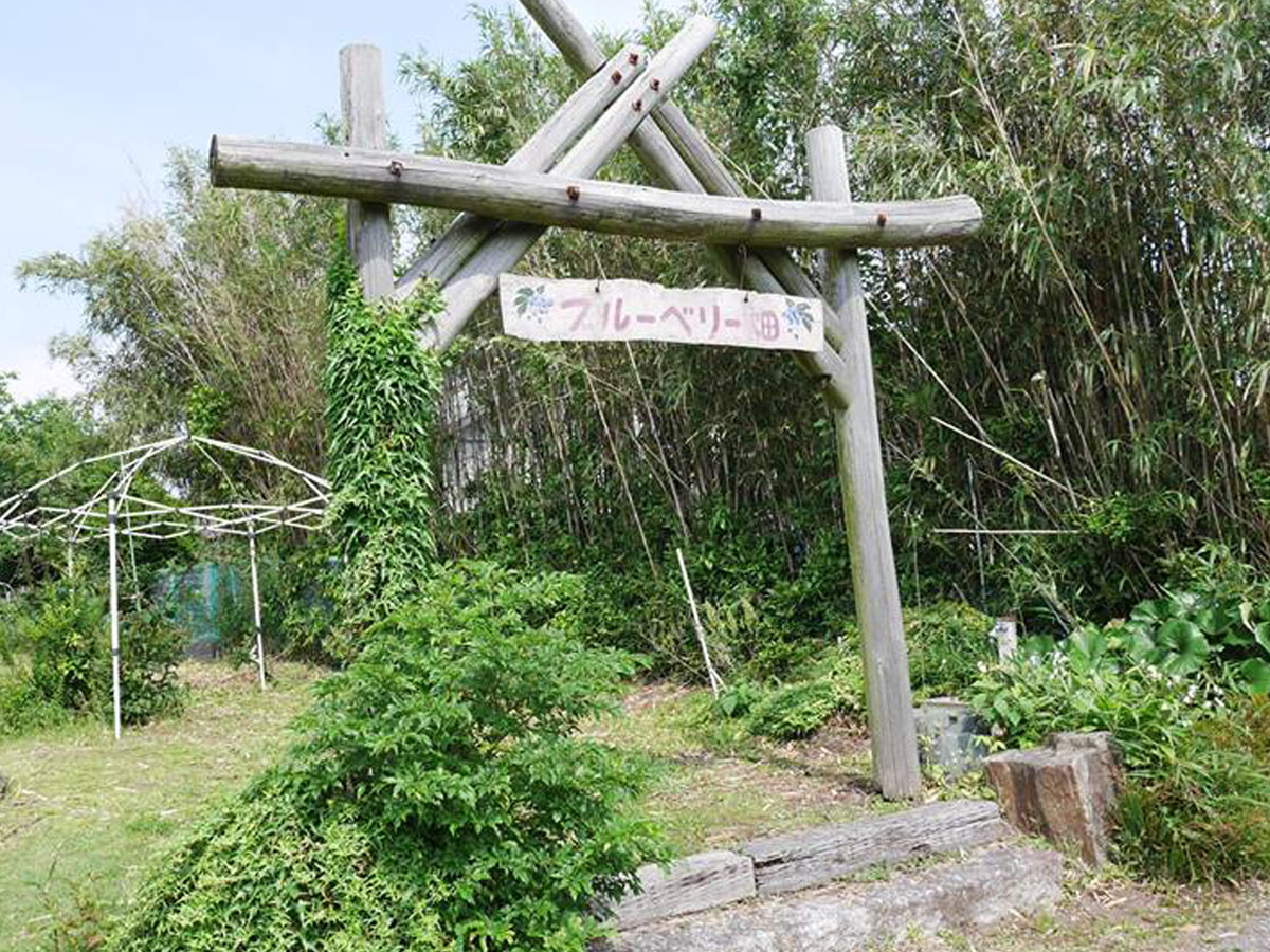 河畔园依田 摘蓝莓