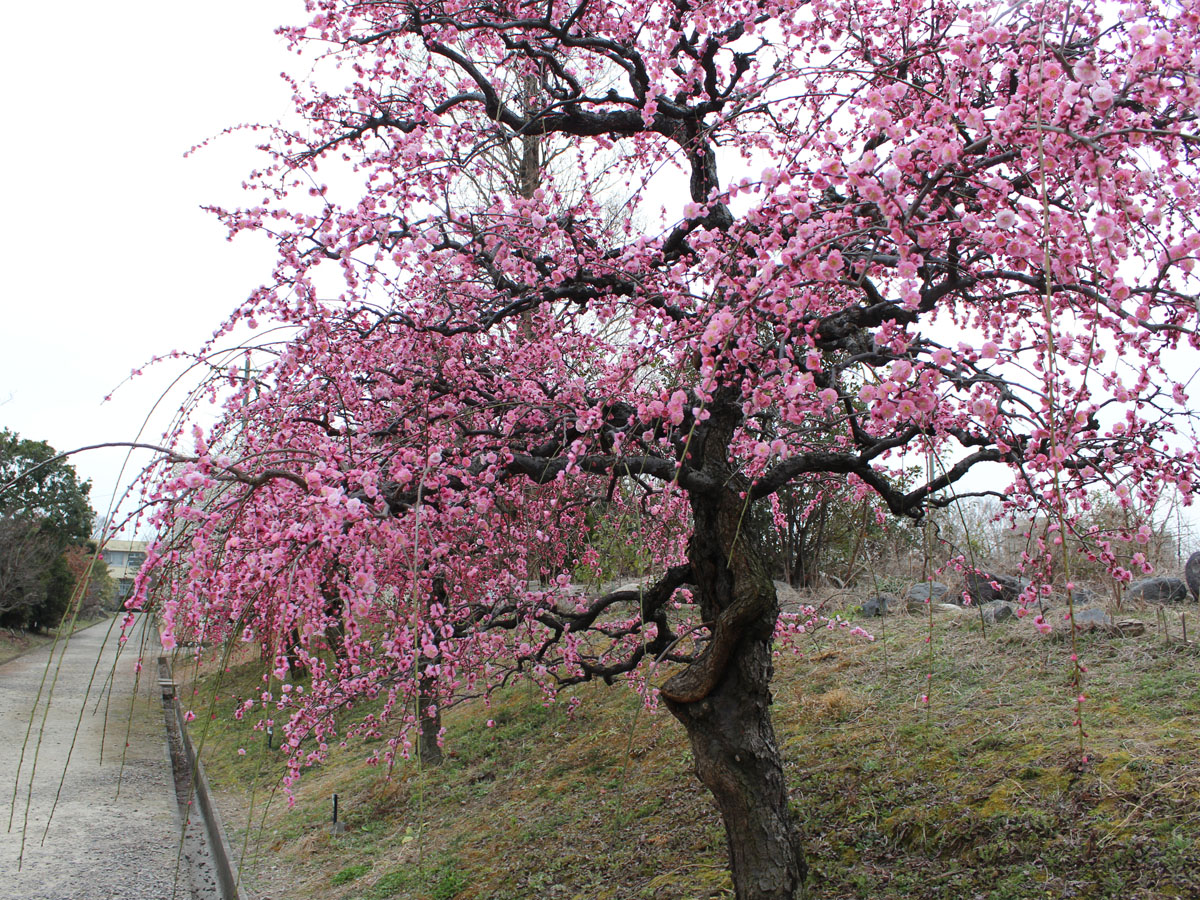 Inazawa Plum Blossom Festival