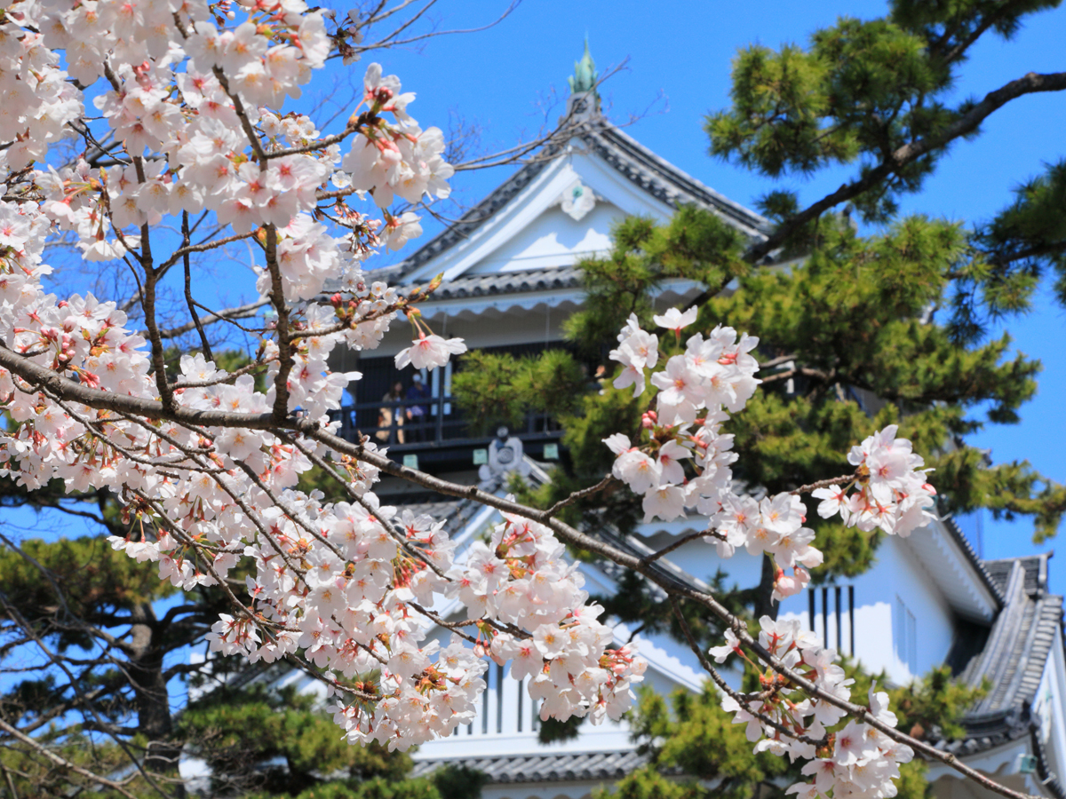 Okazaki Cherry Blossom Festival
