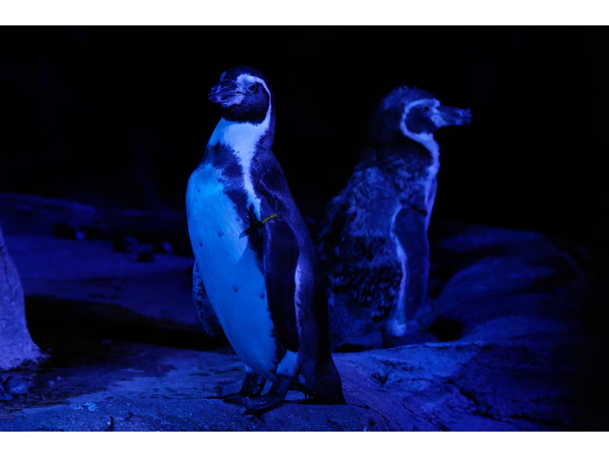 東山動植物園　夜間ZOO＆GARDEN