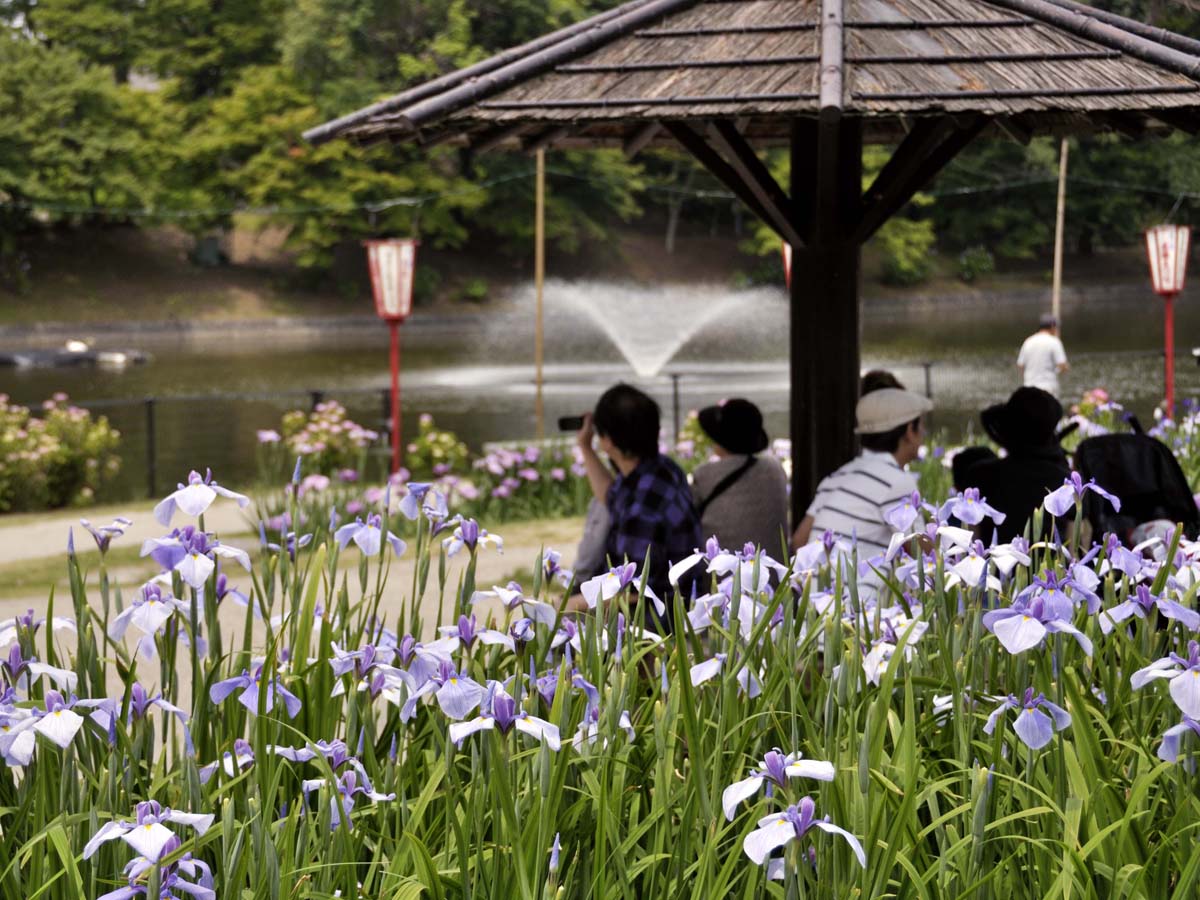 東公園 花菖蒲節