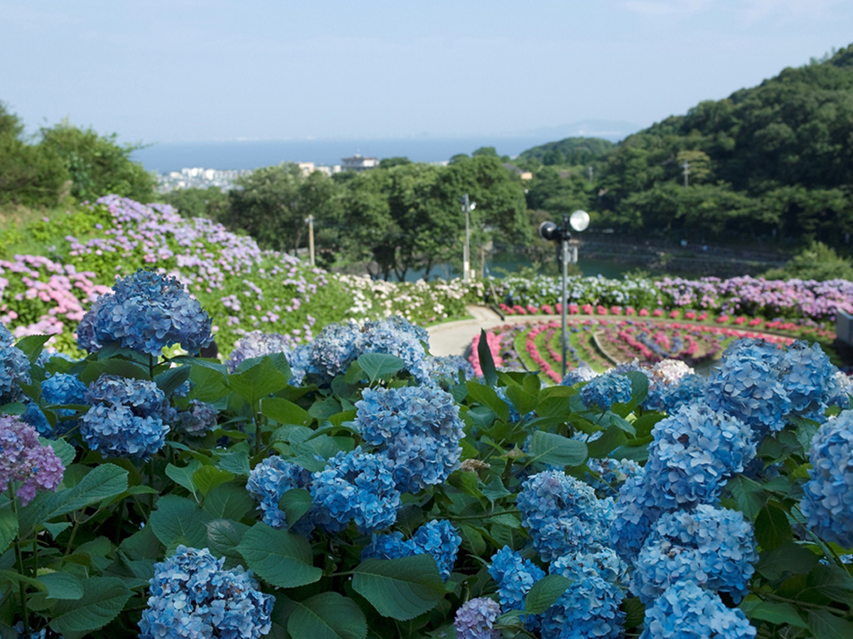 Katahara Onsen Hot Spring Hydrangea Festival