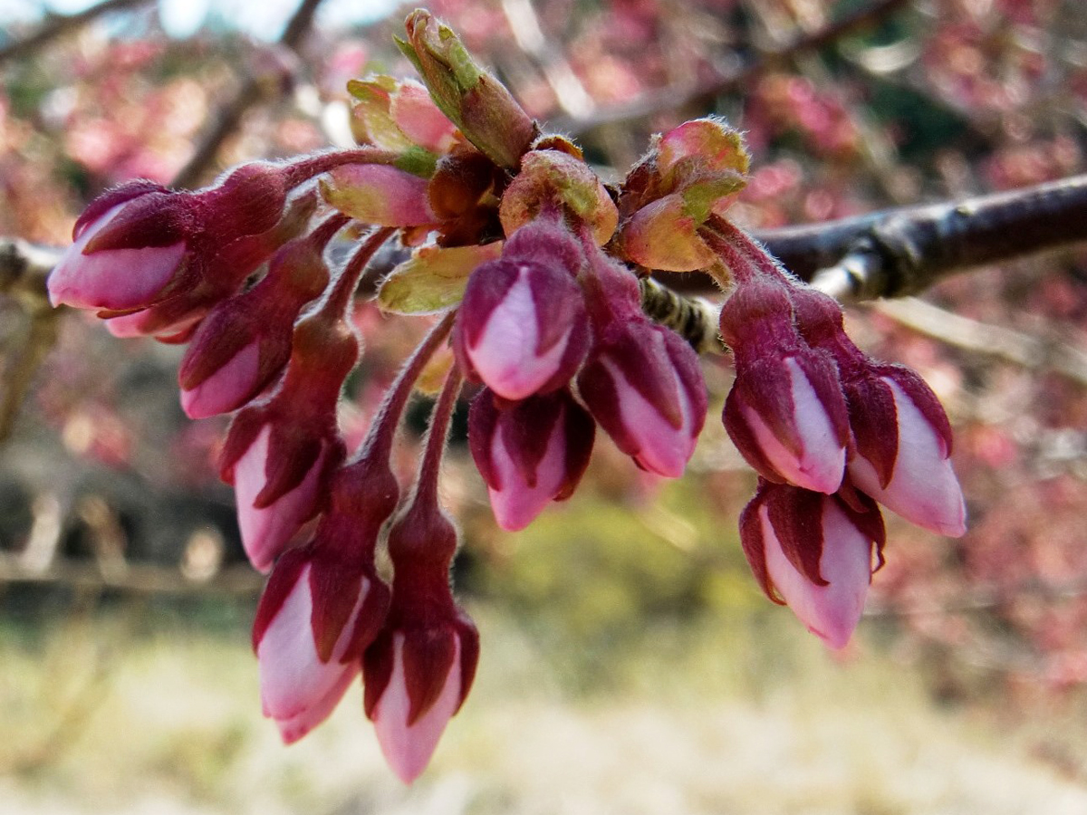 Aguri Station樱花节