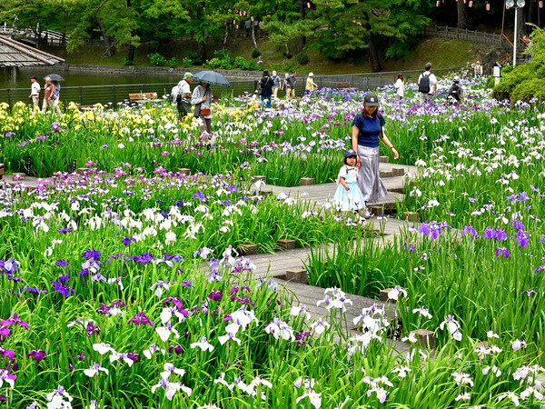 東公園 花菖蒲節