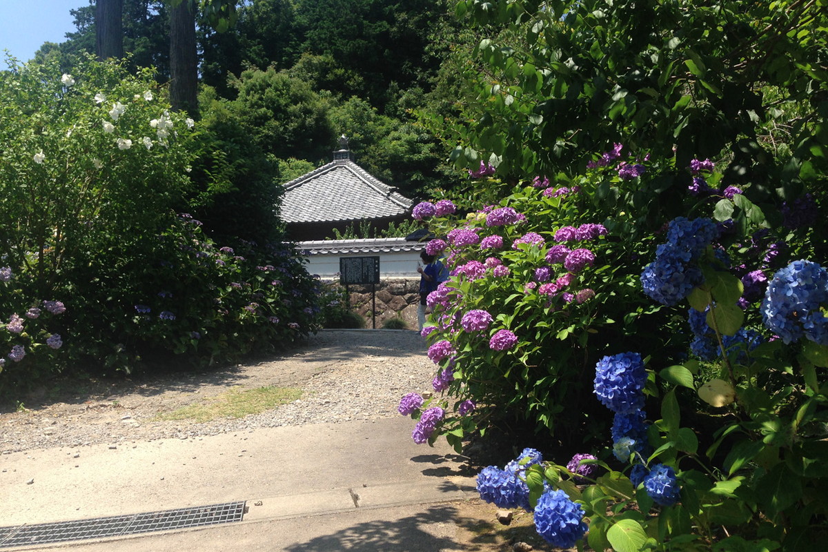 本光寺紫陽花節