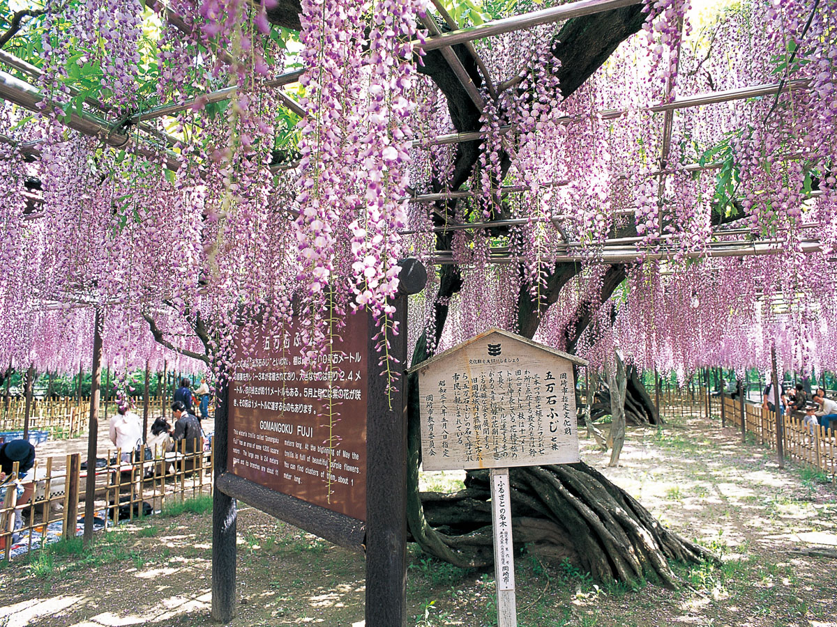 五万石藤花节