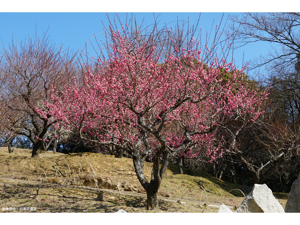岩津天滿宮　梅花節
