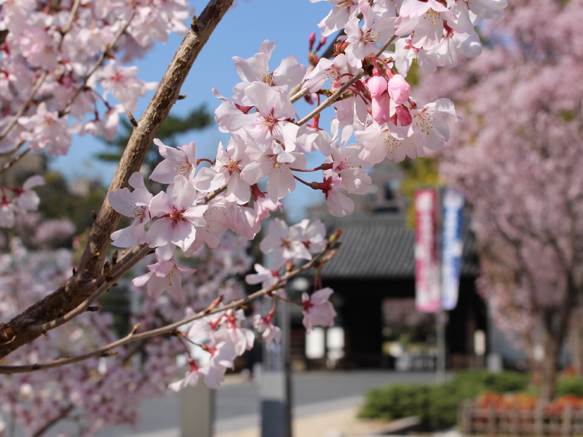 德川園 早春活動