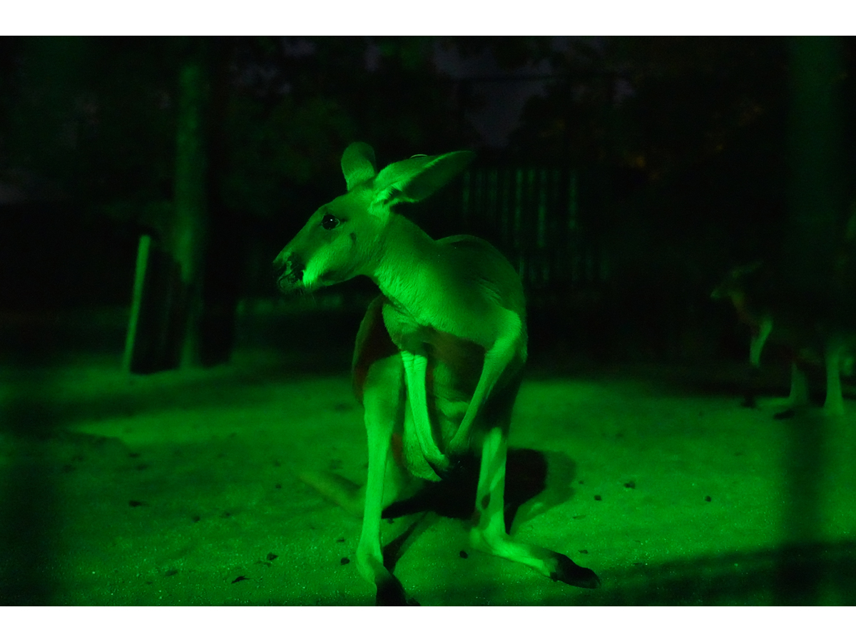 東山動植物園　夜間ZOO＆GARDEN