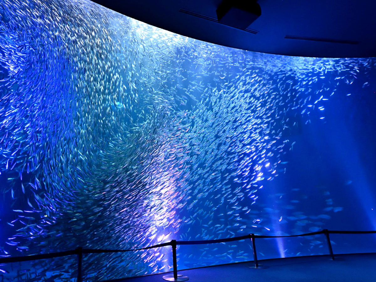 Port of Nagoya Public Aquarium Summer Night Aquarium