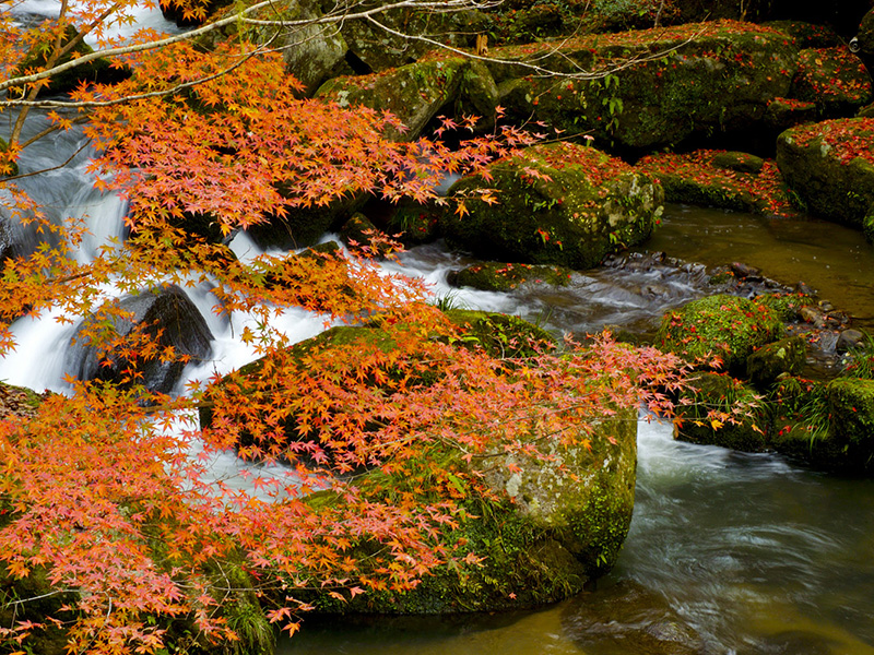 Otaki Gorge Maple Festival (Otaki Keikoku Momiji Matsuri)