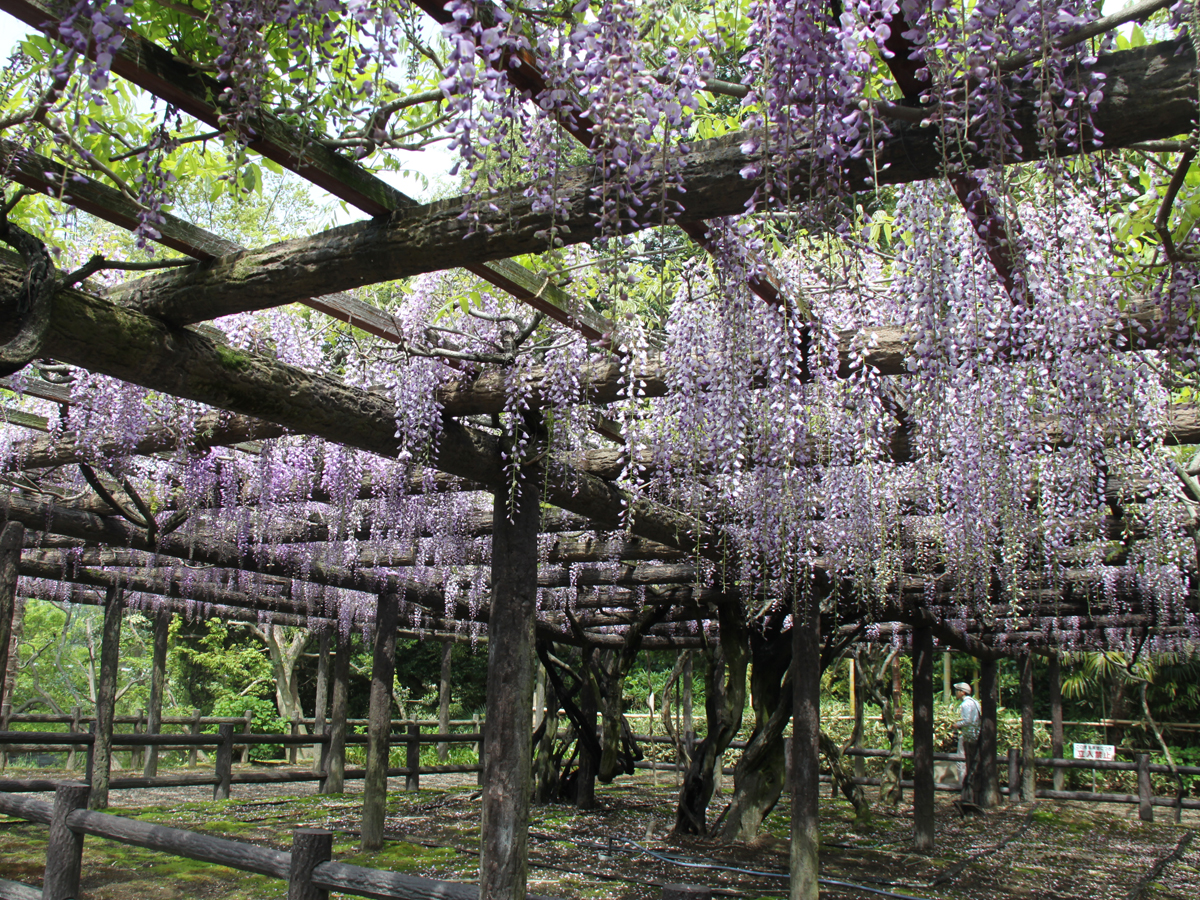 Morizu no Fuji Wisteria Viewing Party