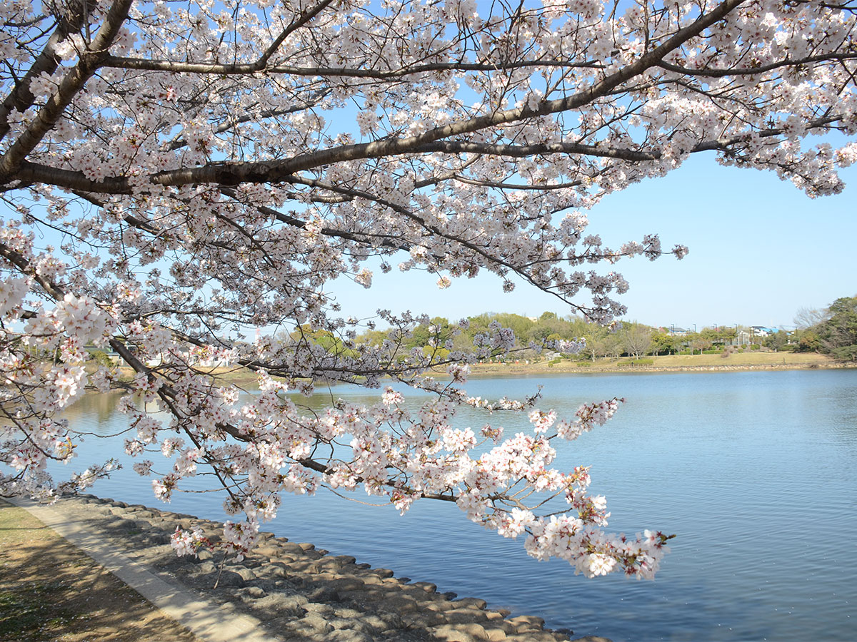 刈谷櫻花節(洲原公園)