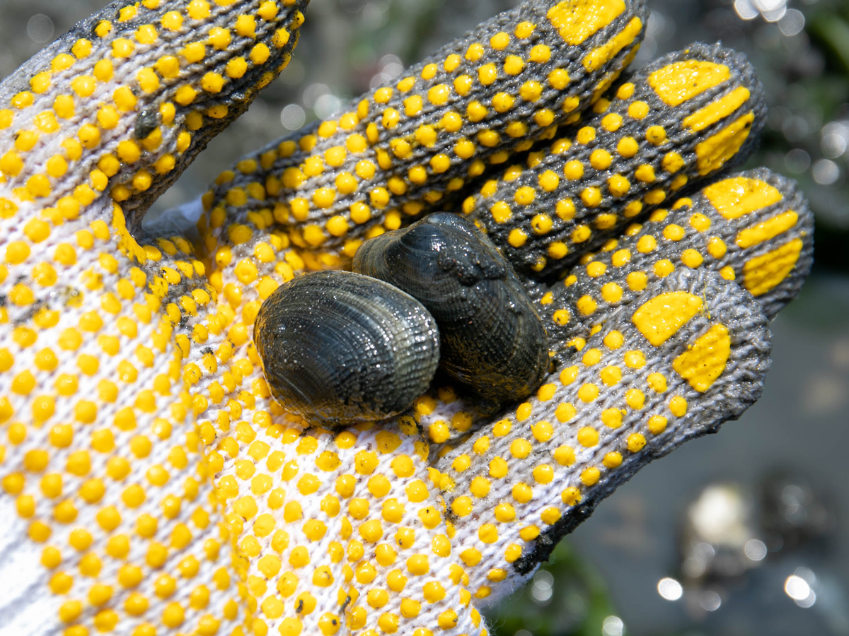 Clamming with the Tokoname Fisheries Cooperative