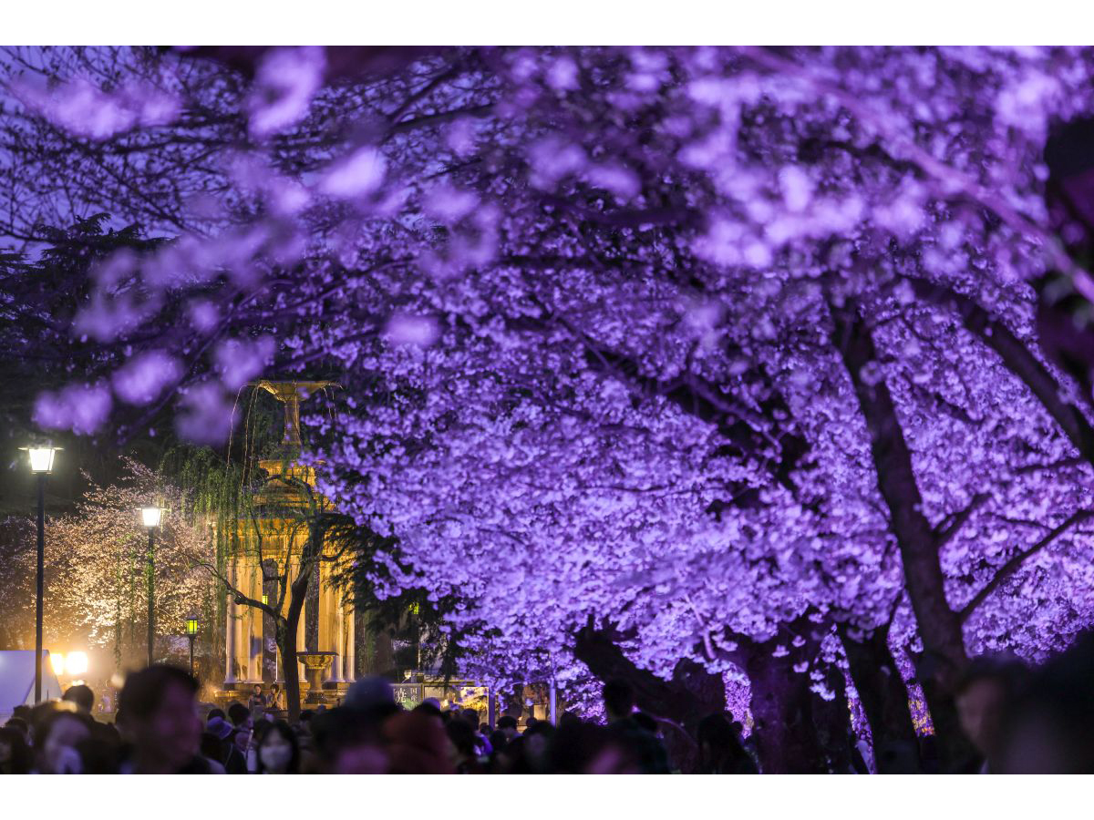 鶴舞公園 櫻花節