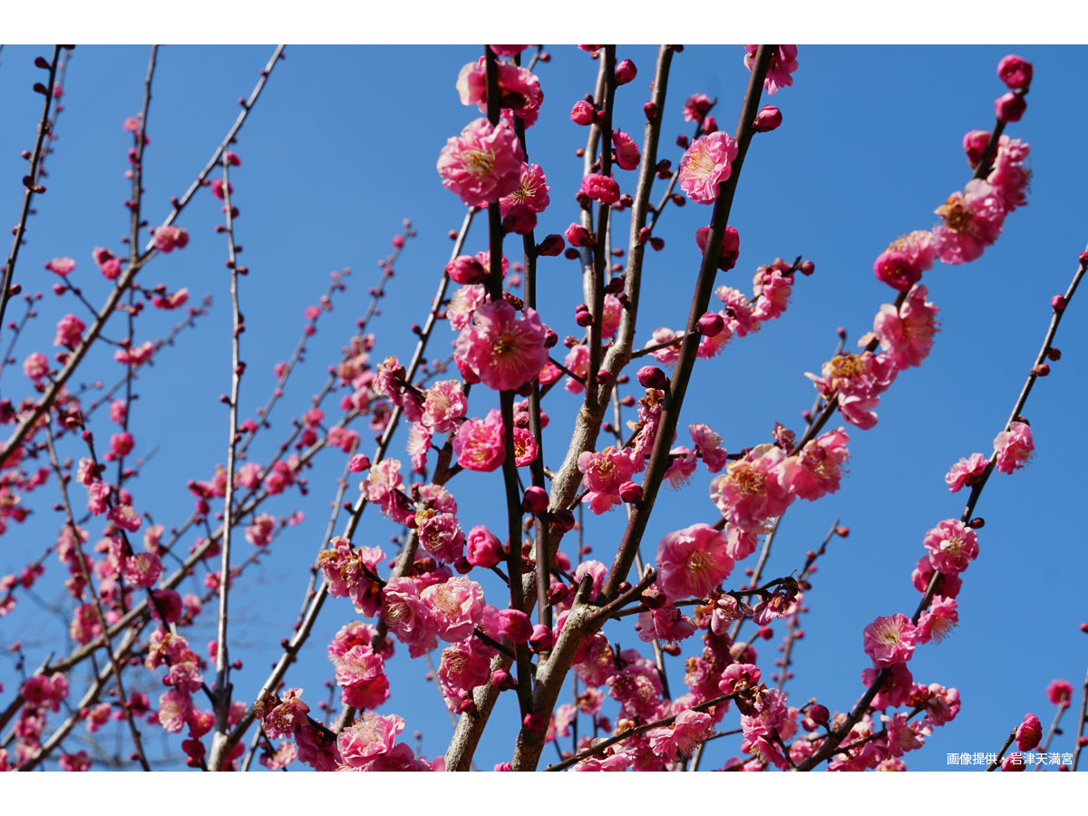 岩津天滿宮　梅花節