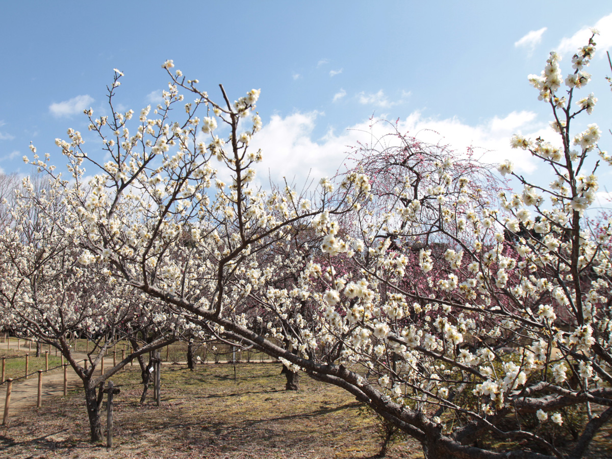 第15届平芝公園梅花節