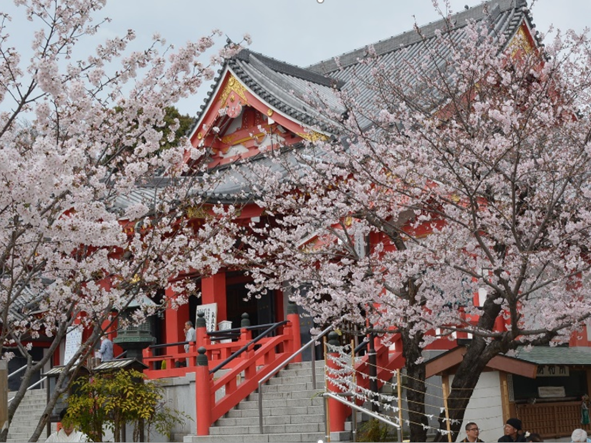 Ama市樱花节